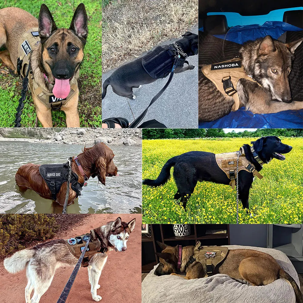 Petravel Quick Release Padded Dog Harness And Leash Set