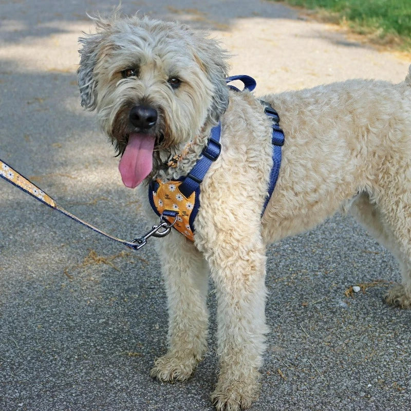 Canvas Overlay Dog Collar, Yellow Good Vibes, 5/8" x 12-18"