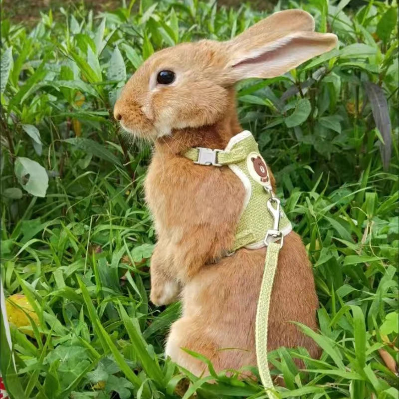 Padded Rabbit Harness And Leash Set For Outdoor Walking