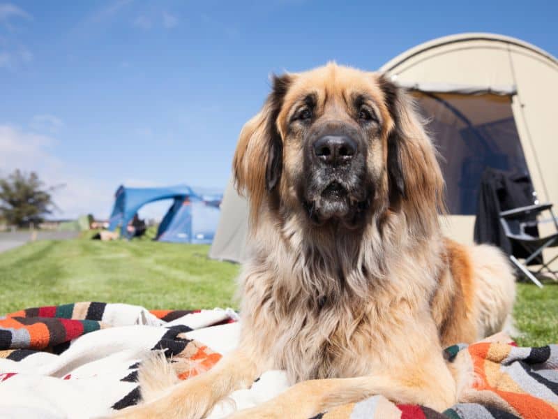 Big dog camping