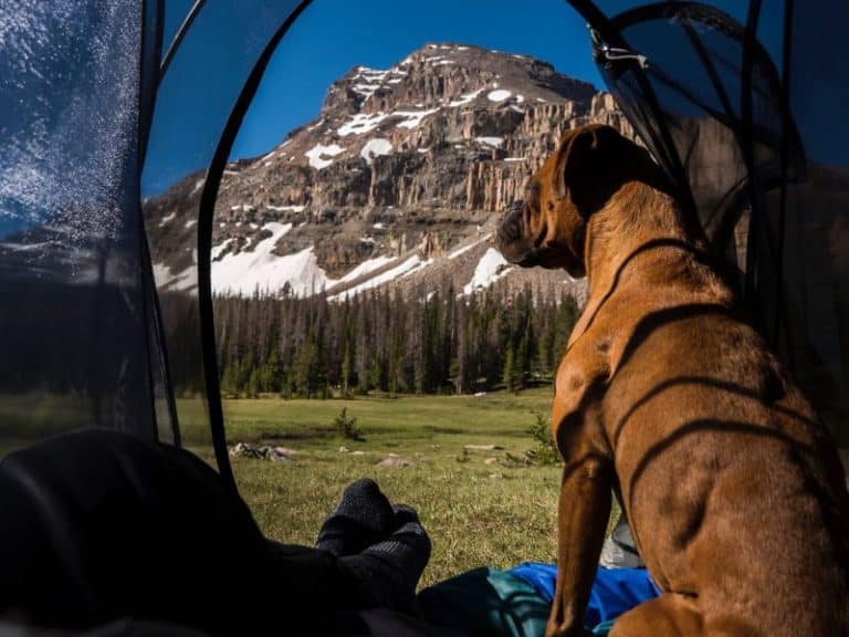 9 Tips for Camping with Dogs