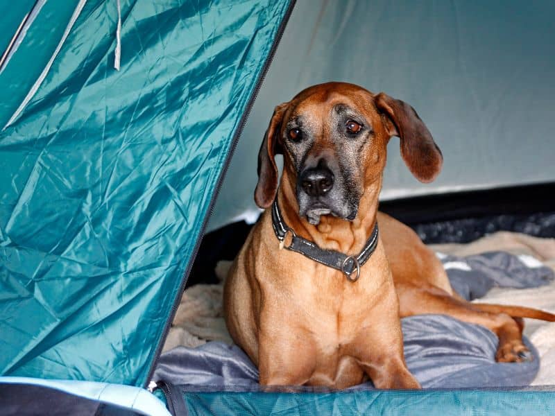 Dog in tent camping