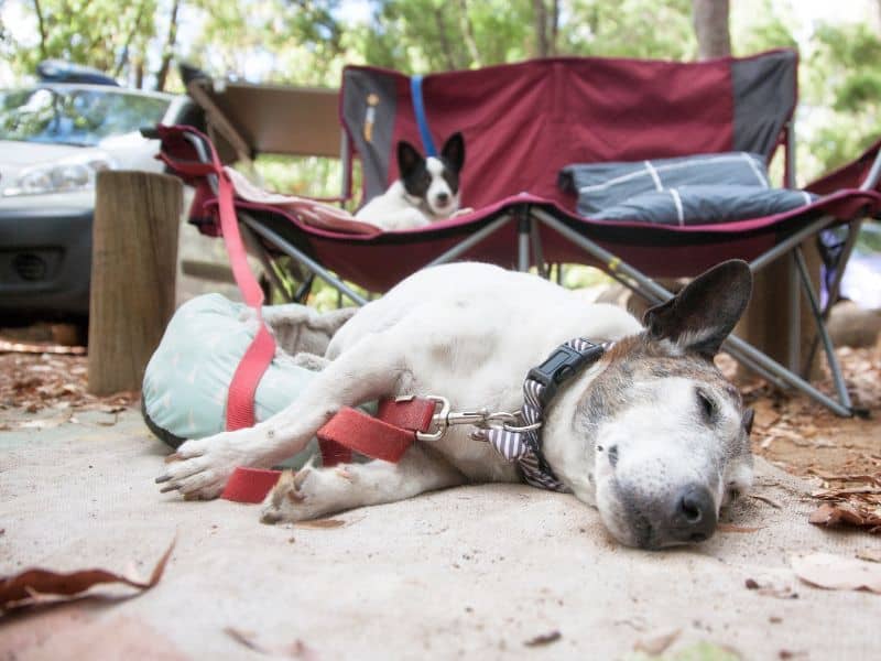 Dog relaxing camping