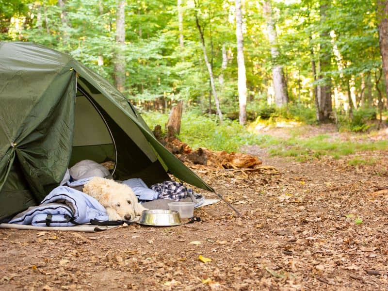 Dog relaxing in tent camping