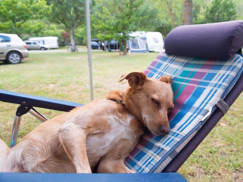 Dog resting chair camping