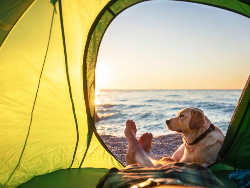 Dog Camping Beach