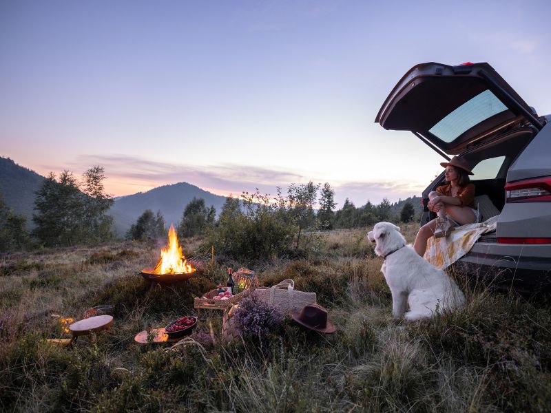 Dog camping car